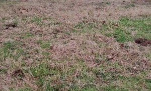 Tuna Can Stealing Can