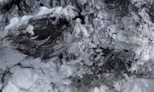 Calf's Body Is Frozen From Blizzard