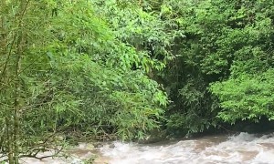 Rescuing a Dog Near the Macacu Waterfalls