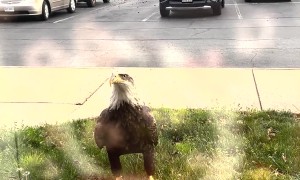 Eagle Works Hard For Their Dinner