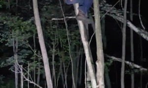 Tree Swinging Fail