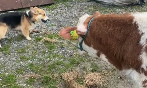 Charlie Loves Walking Presto