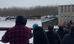 Tribes Welcome the Buffalo Back to the Reserve