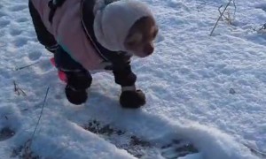 Bundled Up Pup Waddles Up