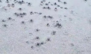 Blue Soldier Crabs Army Quickly Disappears into the Sand