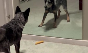 Ringo Finds a New Friend