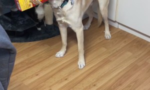 Doofus Doggie Gets Head Stuck In Treat Box