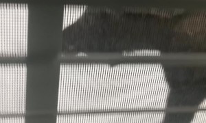 Moose Just Wants To Be Friends