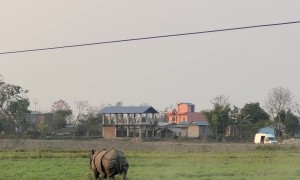 Rhino Runs Through the Streets of Nepal