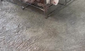 Husky Puppy Sleeps With a Funny Face