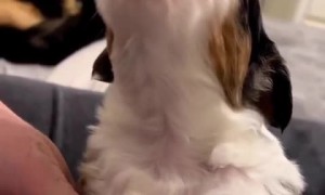 Puppy adorably howls for the camera