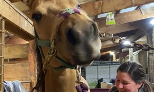 Horse's Lips Wiggle During Massage