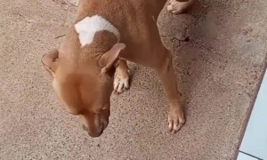 Polite Pup Eats at Tiny Table