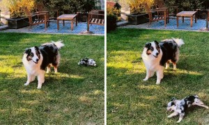Energetic puppy runs circles around dog