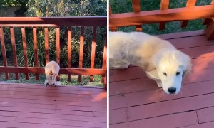 Eager puppy gets stuck in balcony railing