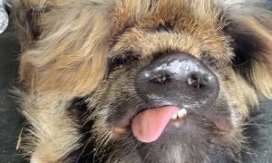 Scrotty the Pig Likes Beer