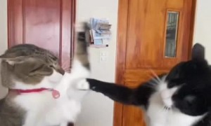 Cats throw punches like boxers in the ring 