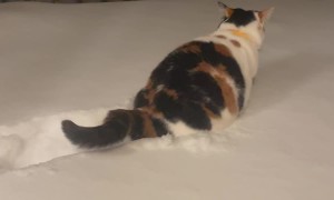 Our Cat’s First Time in the Snow