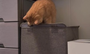 This Cat's Curiosity Is It's Downfall