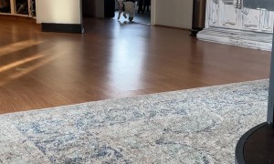 Jolene the Nigerian Dwarf Goat Runs into the Door
