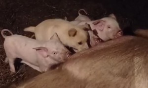 Puppy Tries to Nurse With Piglets
