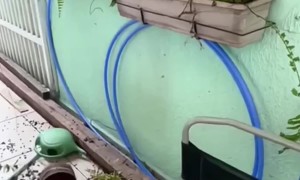 Goat Scales the Plants