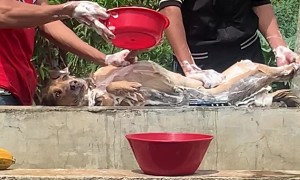 Pampered Pooch Enjoys a Luxurious Bath