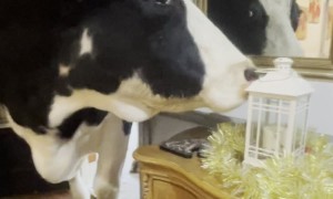 Bull Takes a Peek Inside House