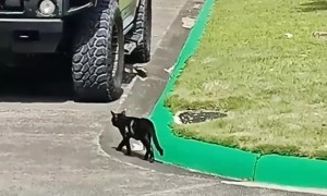 The Most Unbothered Kitty