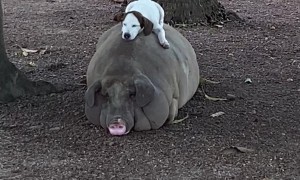 Giant Pig and Dog are Nap Buddies