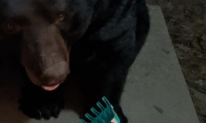 Big Bear Refuses Back Scratch