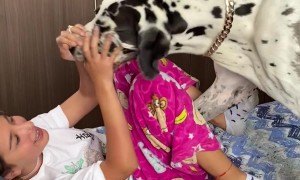 Apolo The Dog Wants To Be A Hair Stylist