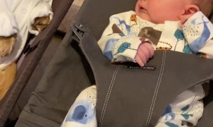Baby and Miniature Dachshund Enjoy Bouncing Together