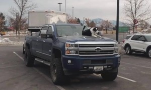 Border Collie Hangs Out on Hood of Pickup