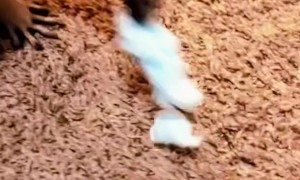 Raccoon Confused by Disappearing Cotton Candy