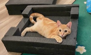 Trooper rescues injured cat from busy interstate