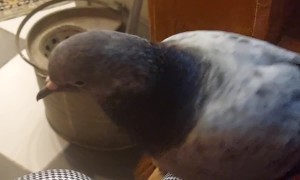 Pet Pigeon Slowly Descends Stairs