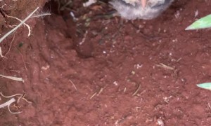 Taking a Peek at Burrowing Owl Chicks