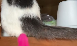 Spraying The Cats For Their Crimes