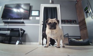 Pug Plays With Robot Camera