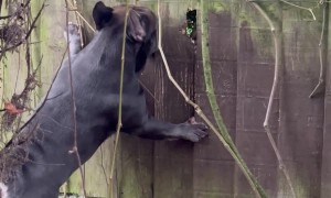 Daisy The Nosey Frenchie