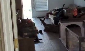 Unexpected Deer Break-In