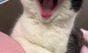 The Cutest Gummy Yawn