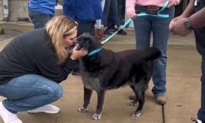 Senior dog gets epic sendoff to forever home