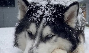 A Snow Loving Husky