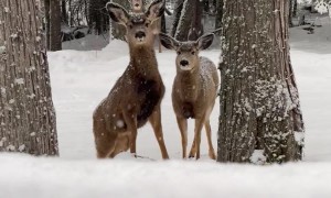 Deer Come To Watch Nasdog Race