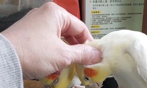 One Cockatiel Feels Left Out
