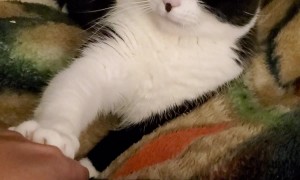 Treat First, Then Pets