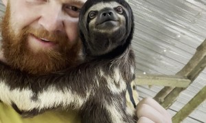 Making Sloth Friends