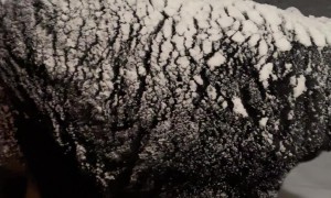 Raking Snow Off a Big Bear